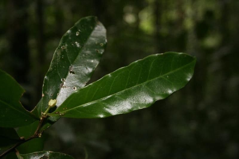 Brunfelsia 4