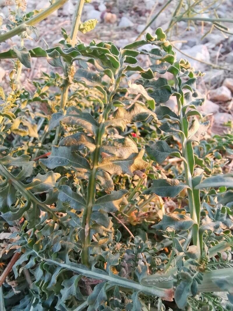 Reseda bianca 19