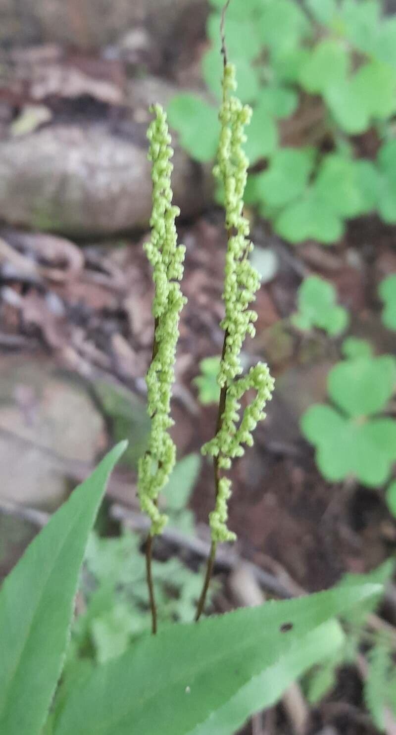 Anemia phyllitidis 4