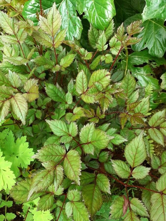 Astilbe giapponese 17