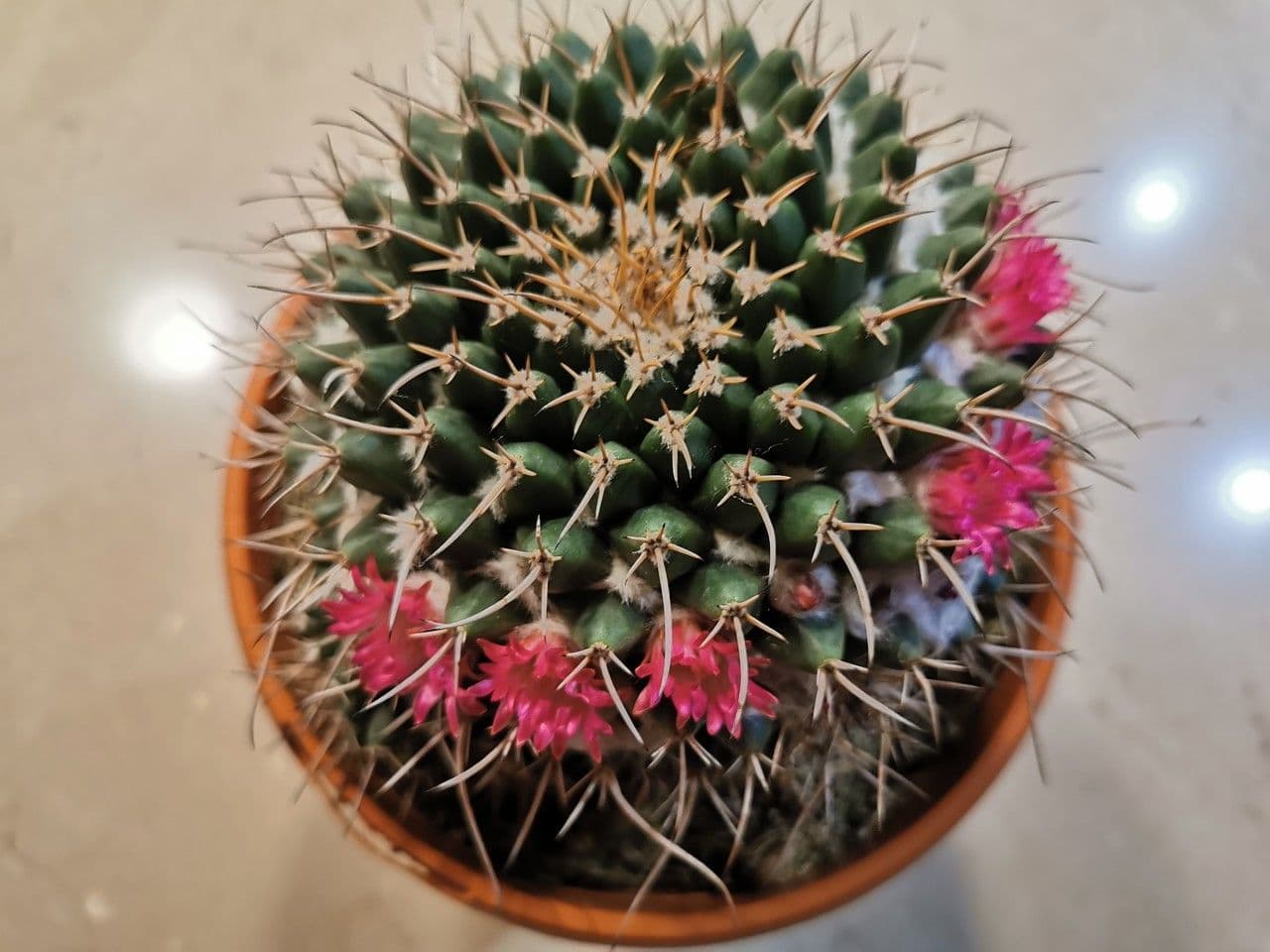 Mammillaria 3