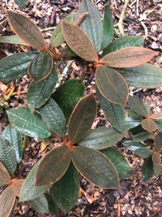 Rododendron Bureava 12