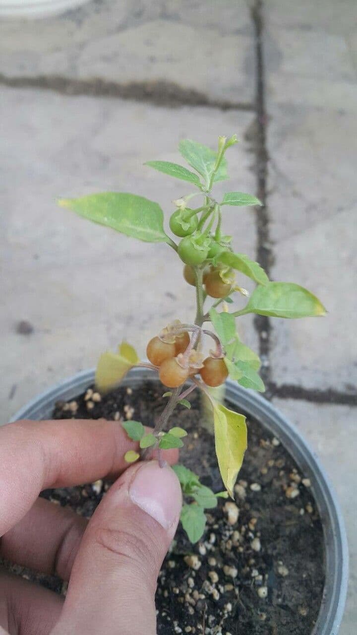 Solanum chenopodioides 2