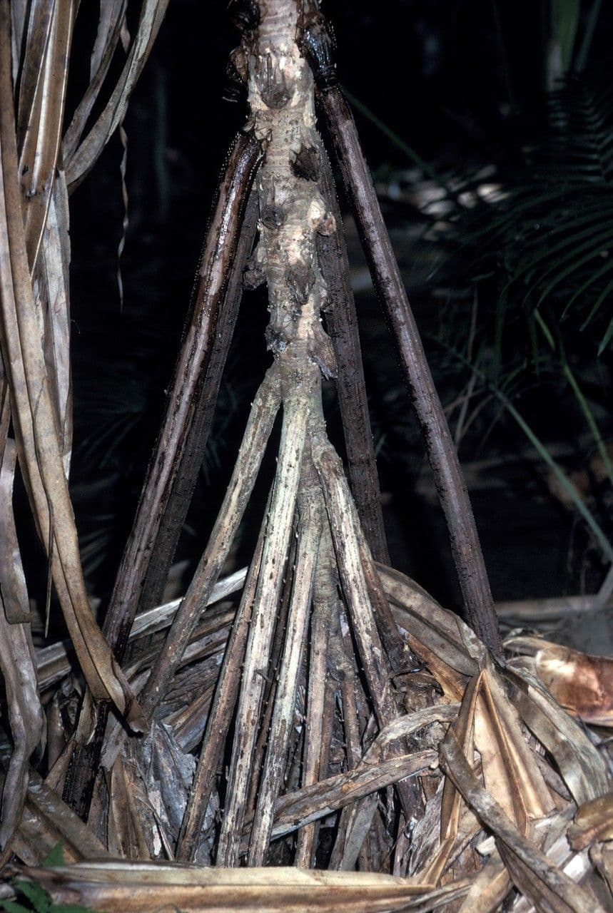 Schraubenbaum