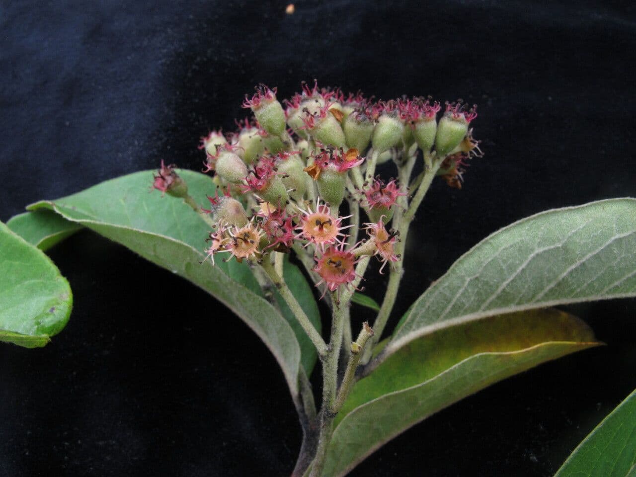 Cotoneaster 11
