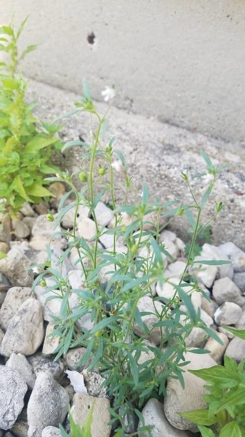 Linaria minore 20