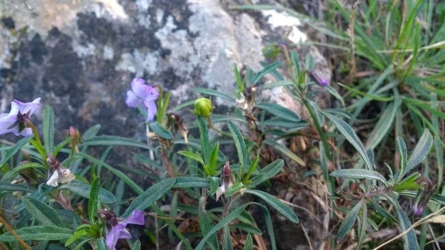 Violette arborescente 3