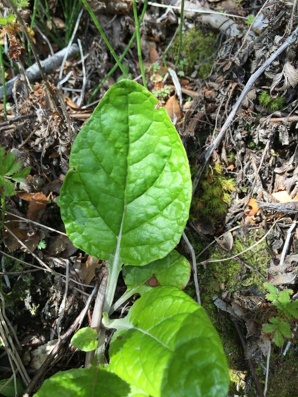 Adenocaulon 3