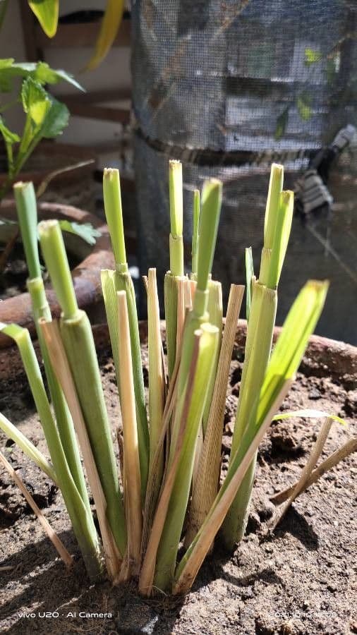 Citronella 21