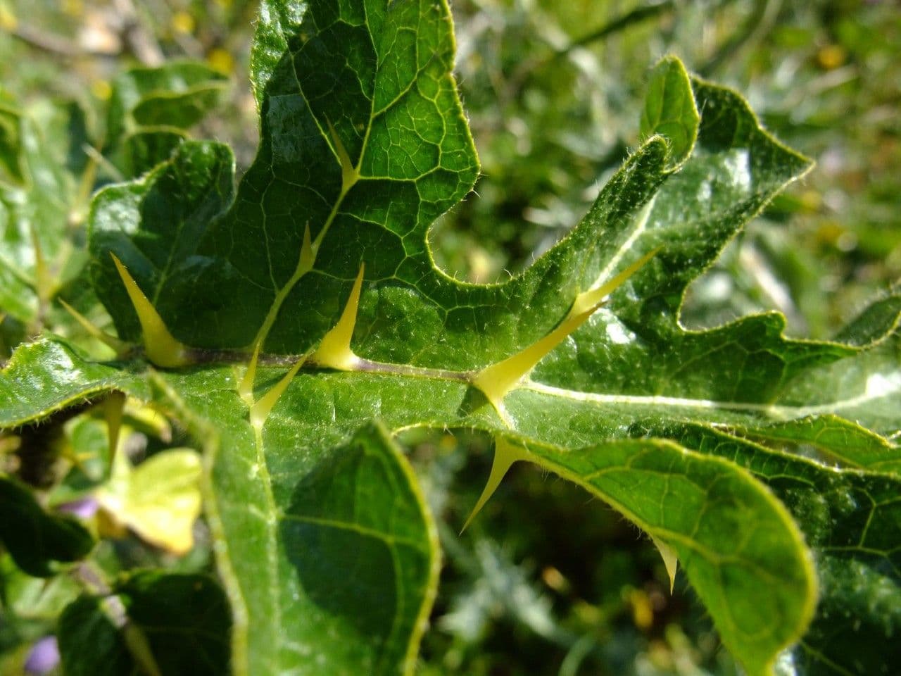 Solanum 15