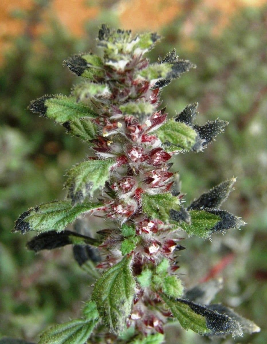 Forsskaolea 9