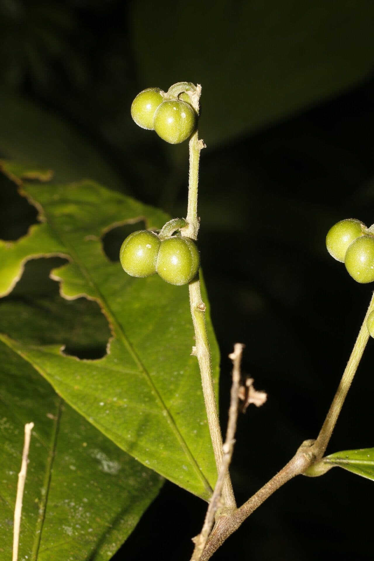 Adenophaedra 3