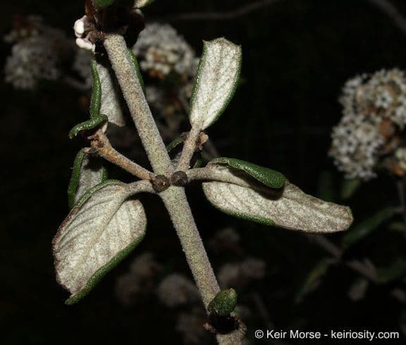 Ceanothus 22