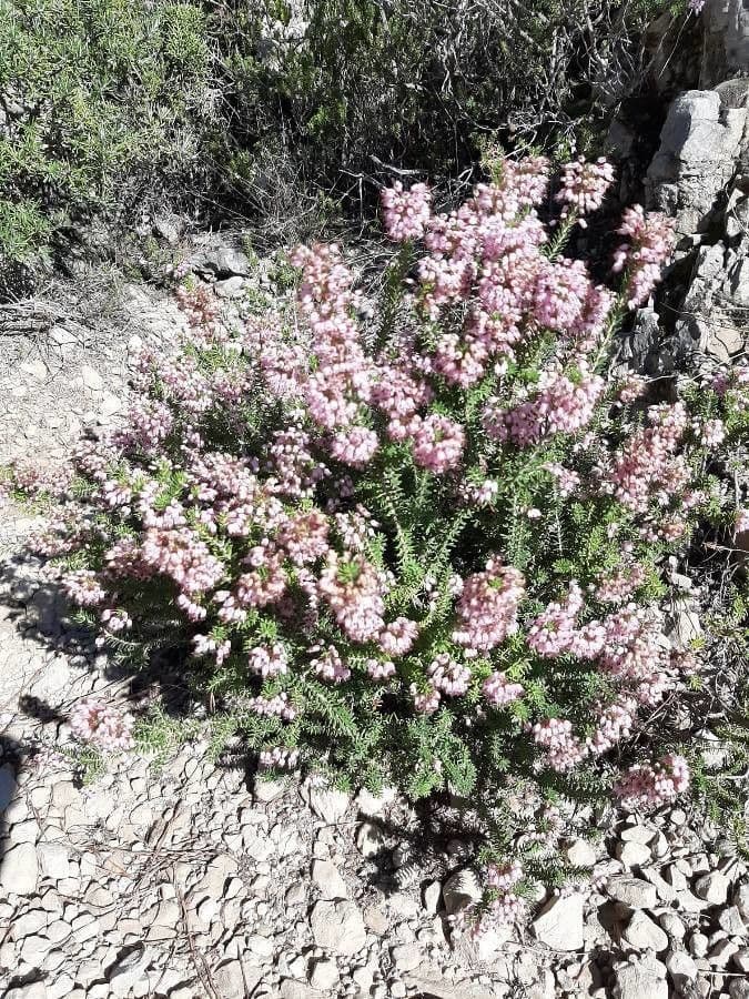 Cornwall-Heide 24