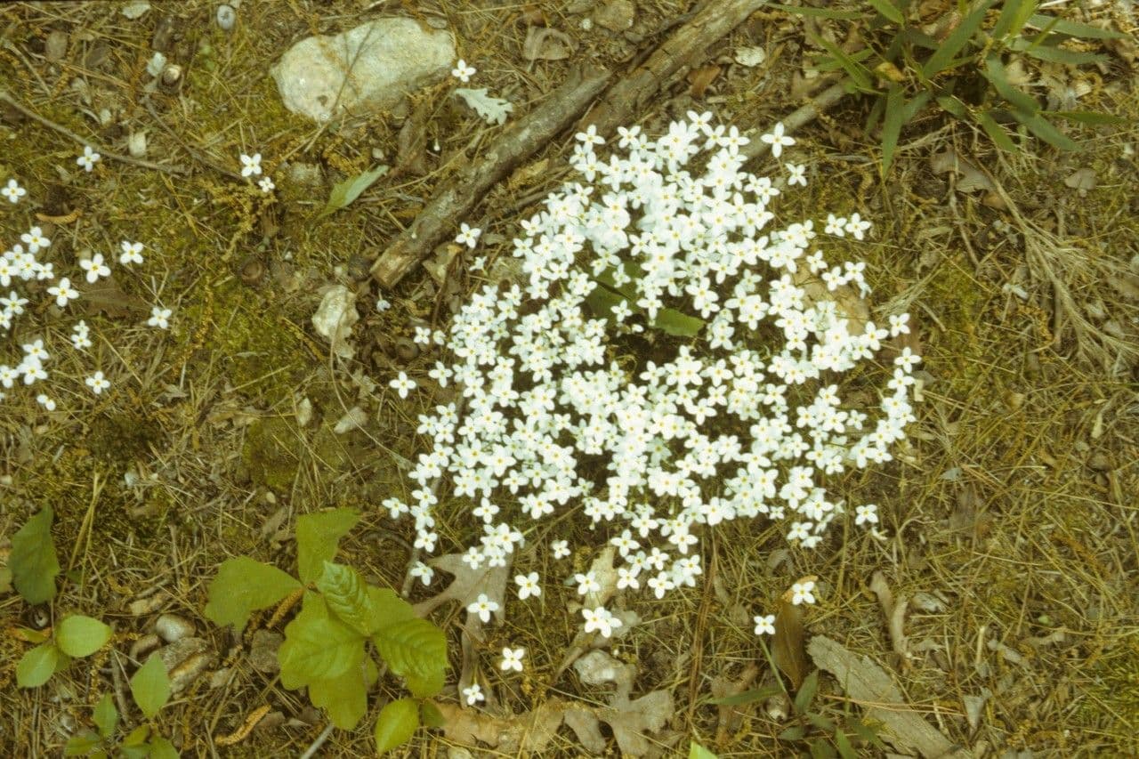 Houstonia azzurra 18