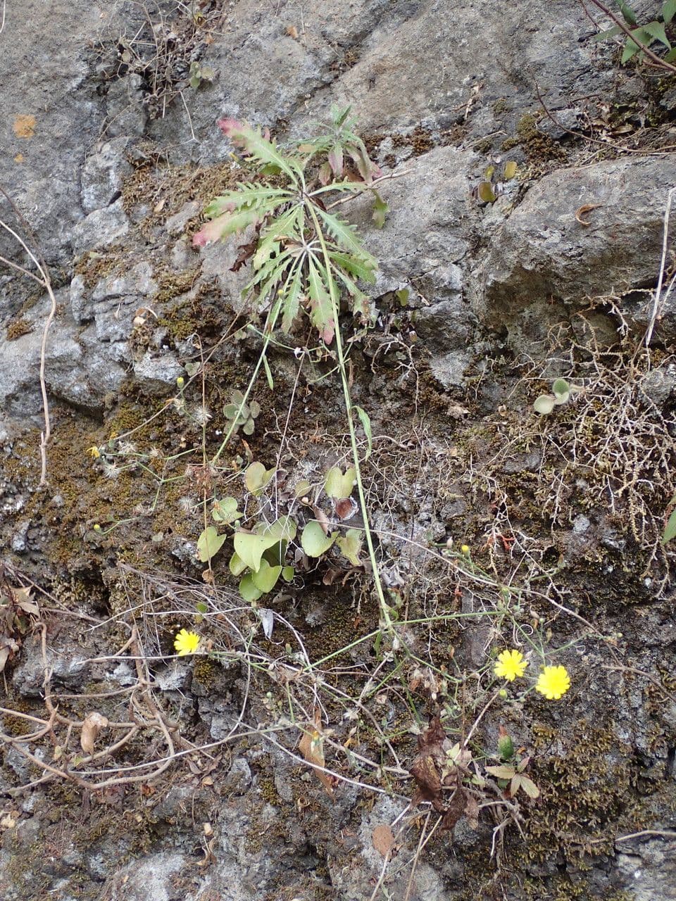Tolpis laciniata 7