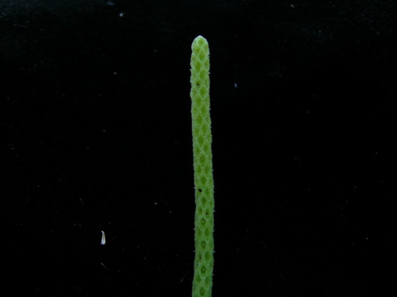 Peperomia