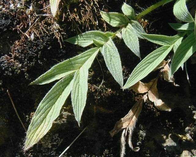 Phacelia 12