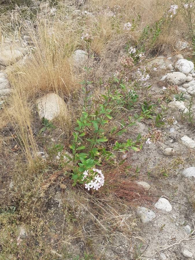 Saponaria comune 11
