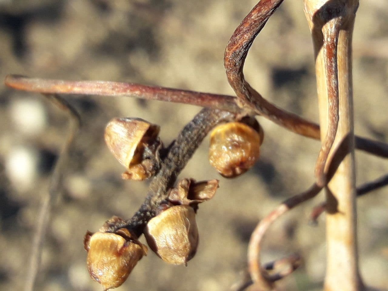 Cuscuta 5