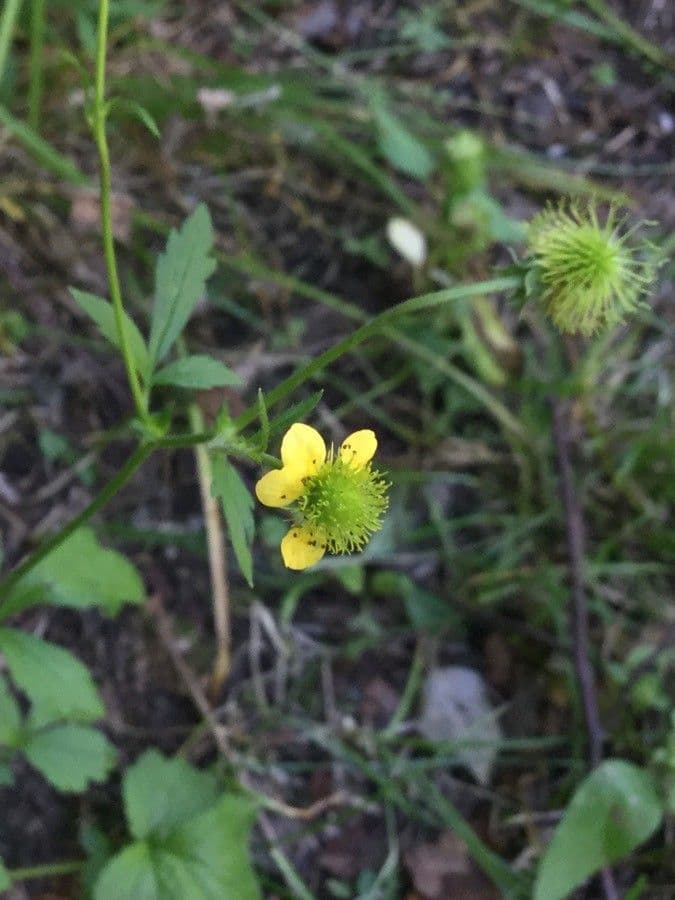 Geum de Alepo 6