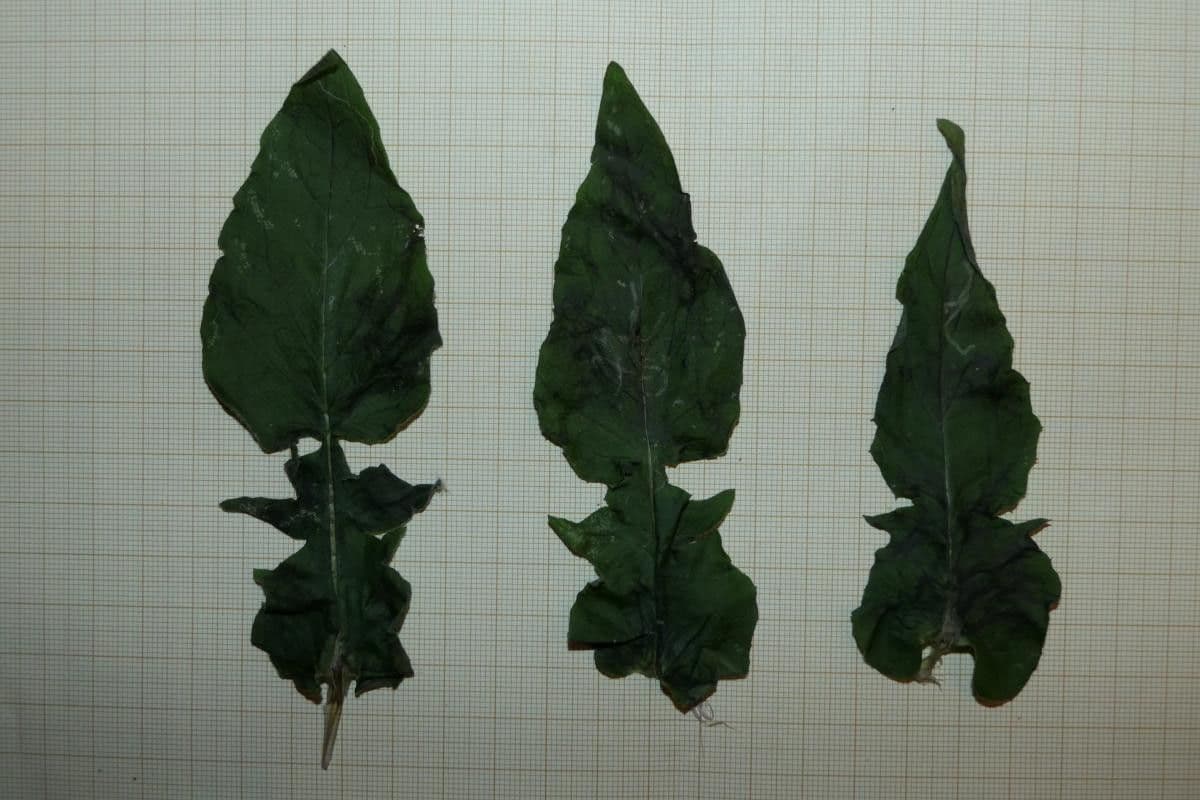 Radicchiella 10
