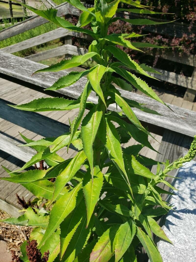 Lactuca 13