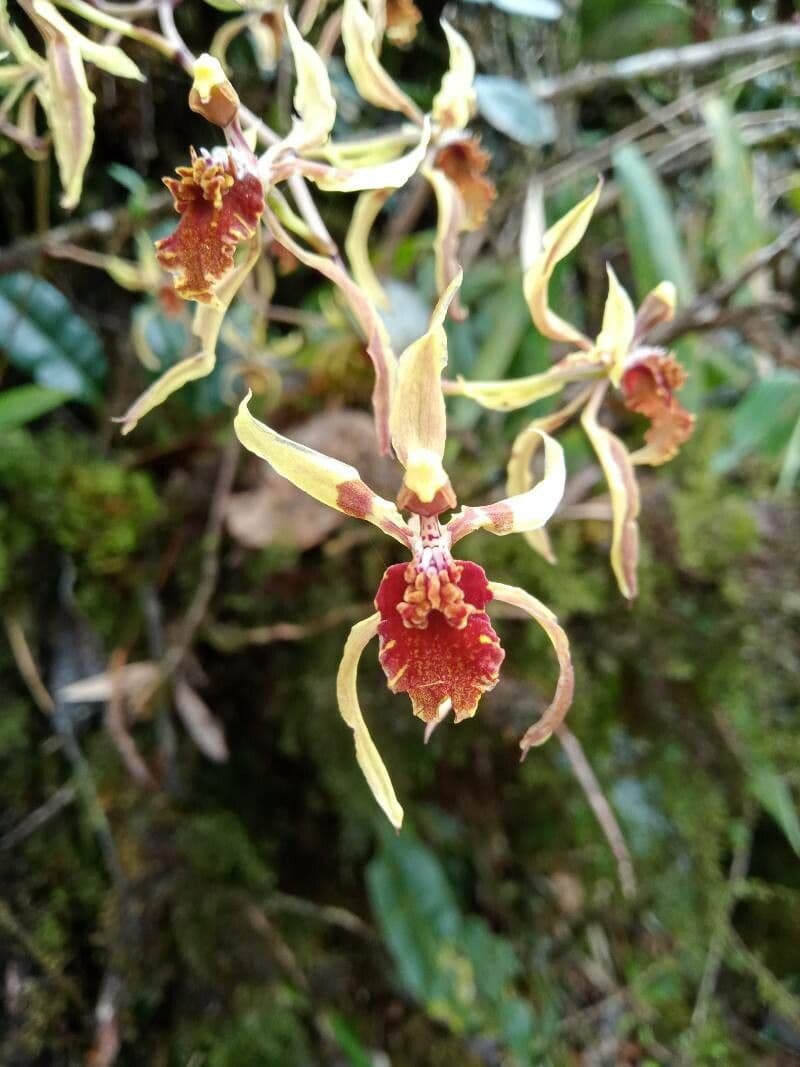 Cyrtochilum