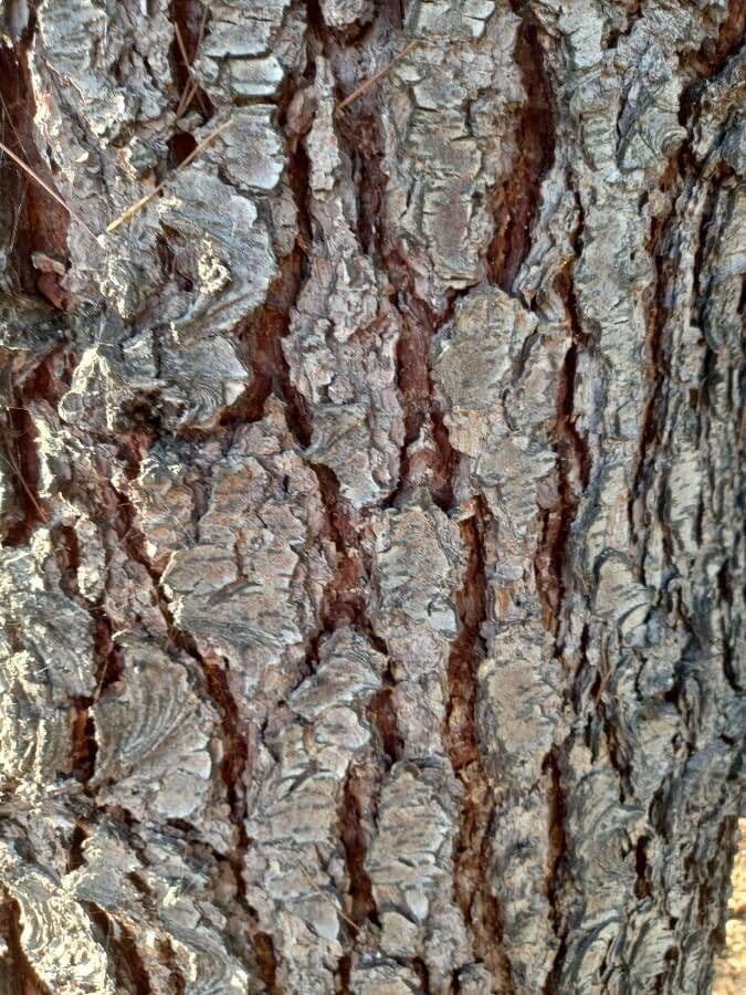 Cedro dell'Himalaya 24