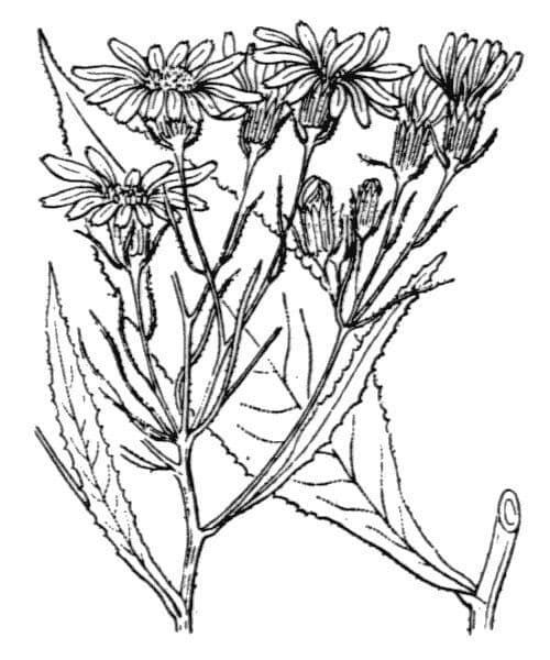 Senecio 23