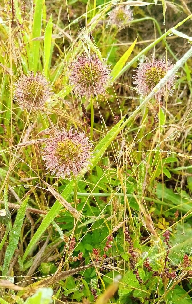 Acaena 21