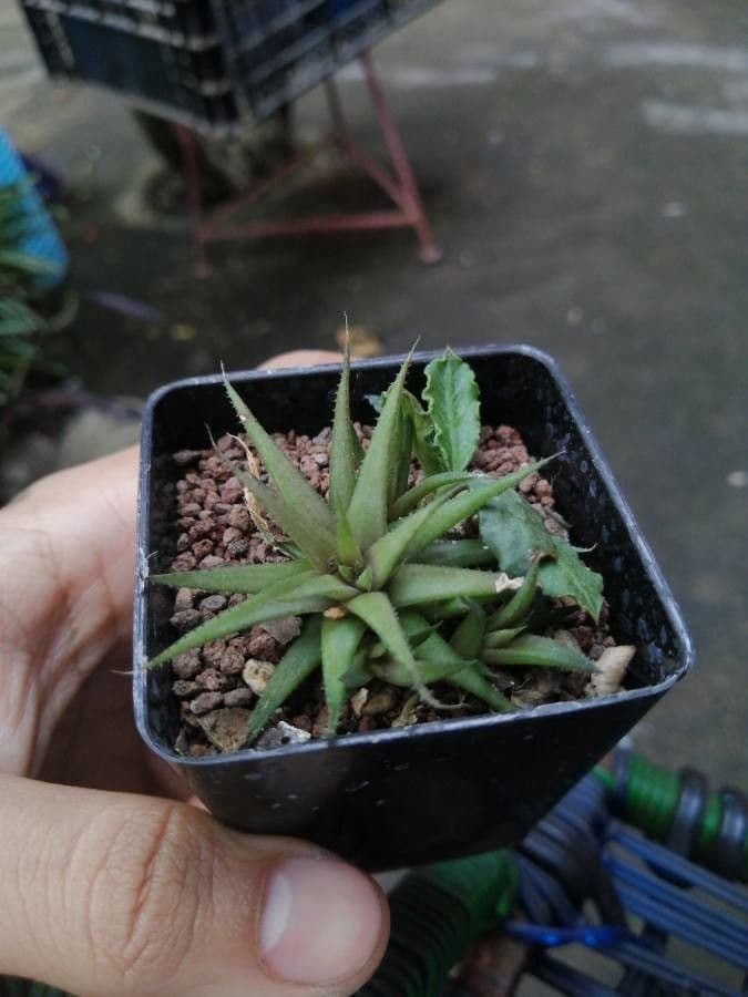 Haworthia 3