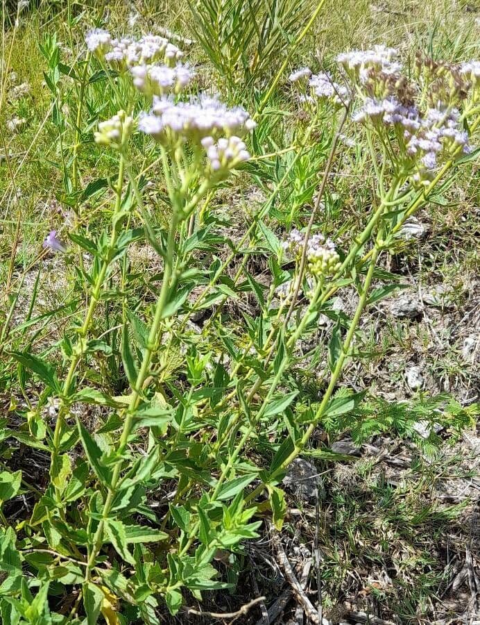 Chromolaena hirsuta 8