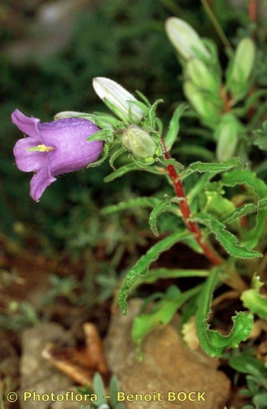 Campanula speciosa 22