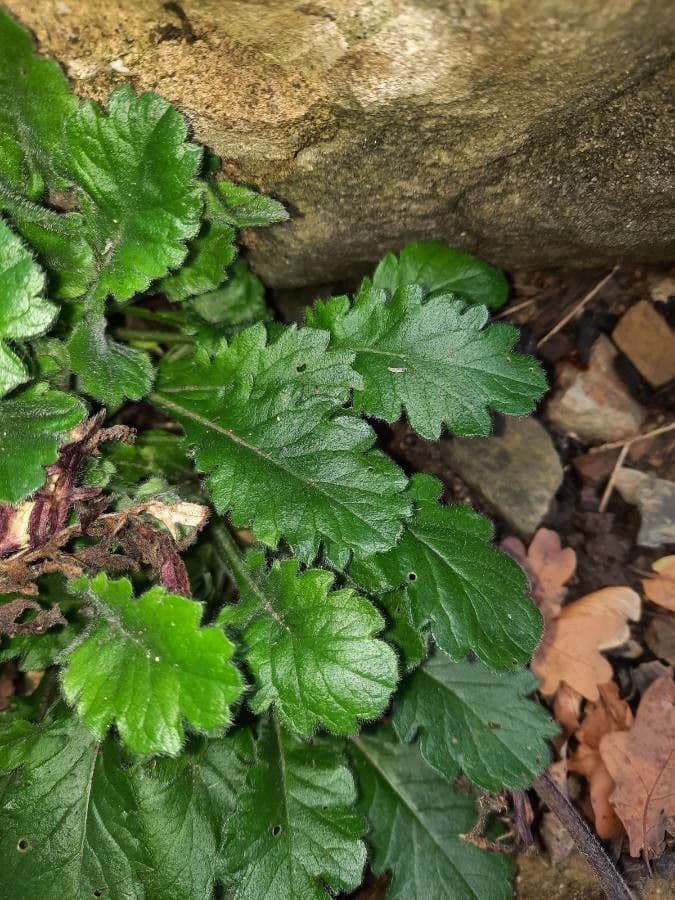 Vedovina lucida 20