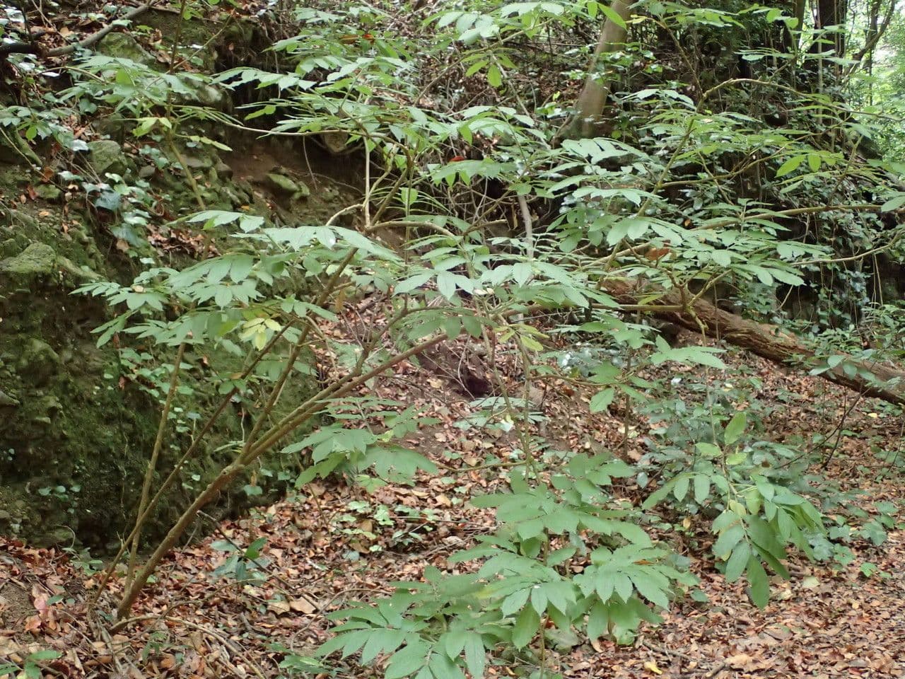 Kanaren-Holunder 4