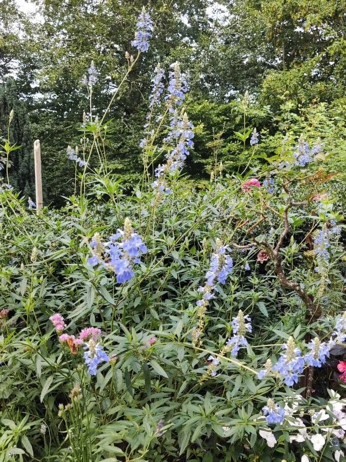 Bog sage 9