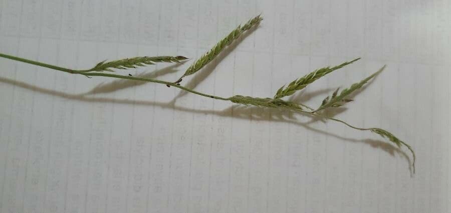 Eriochloa 2
