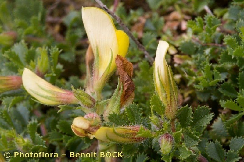 Ononis striata 19