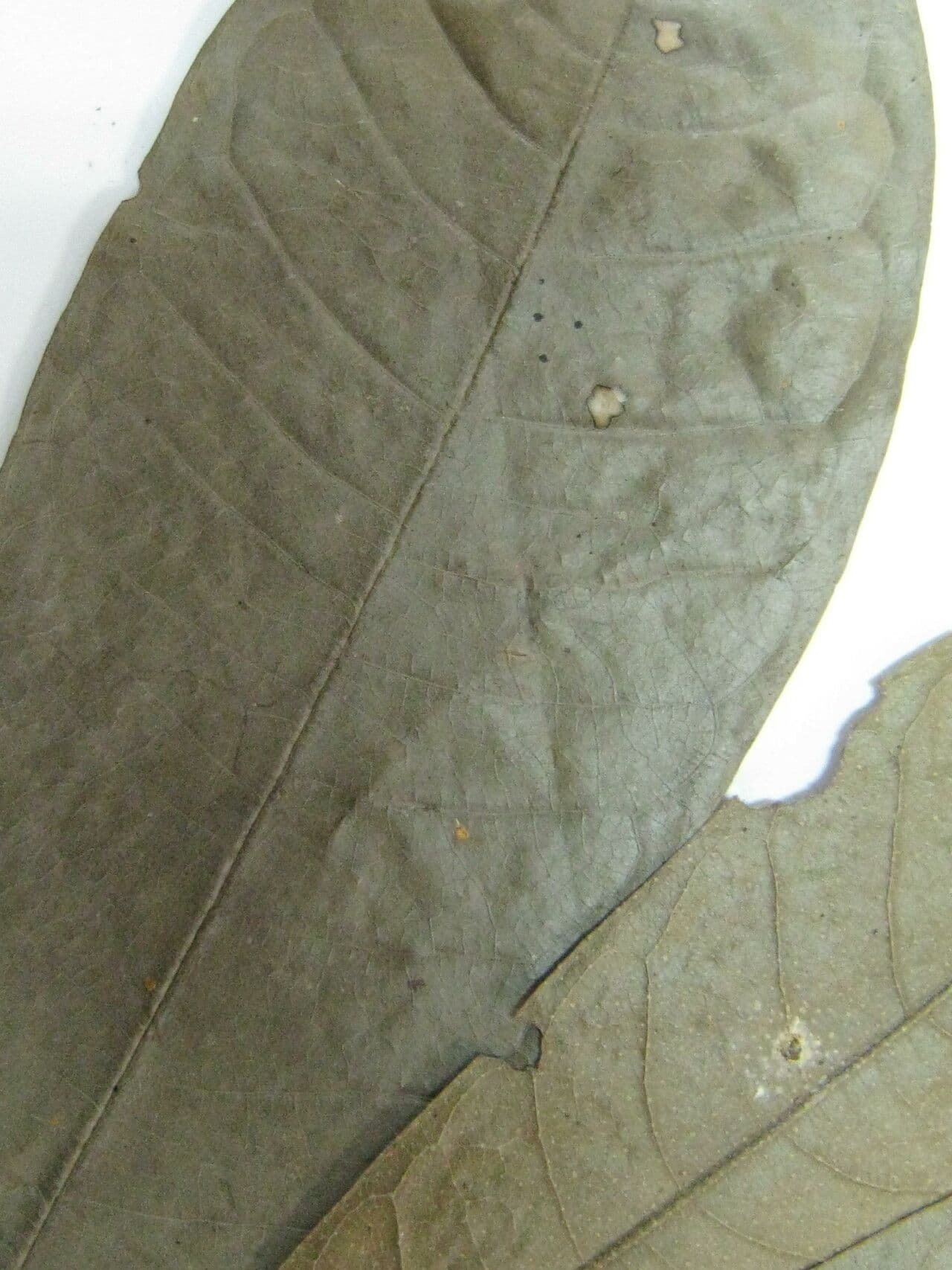 Duguetia