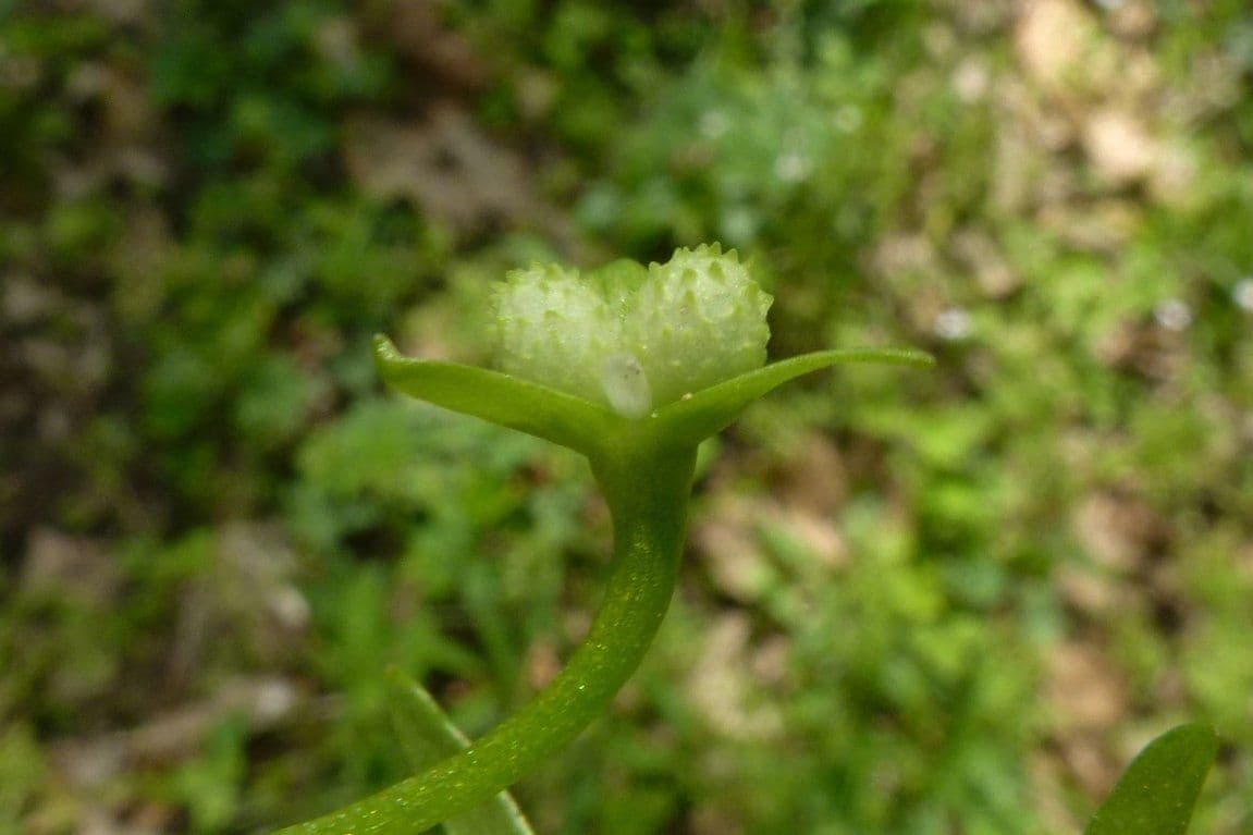 Floerkea proserpinacoides 3