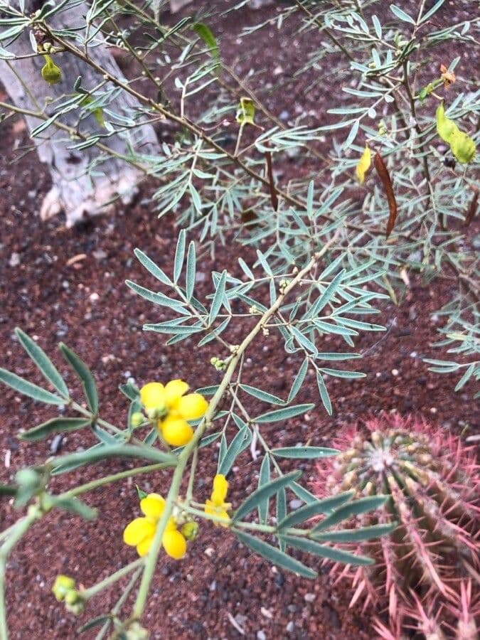 Senna 14
