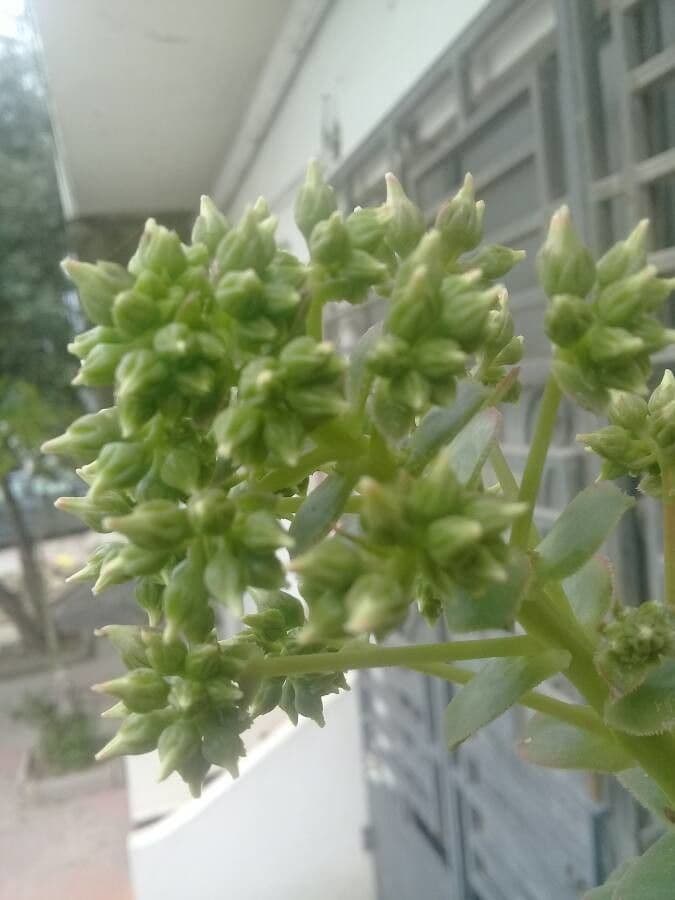 Aeonium di Haworth 23