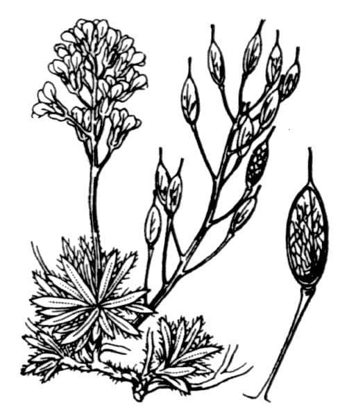 Draba aizoides 26