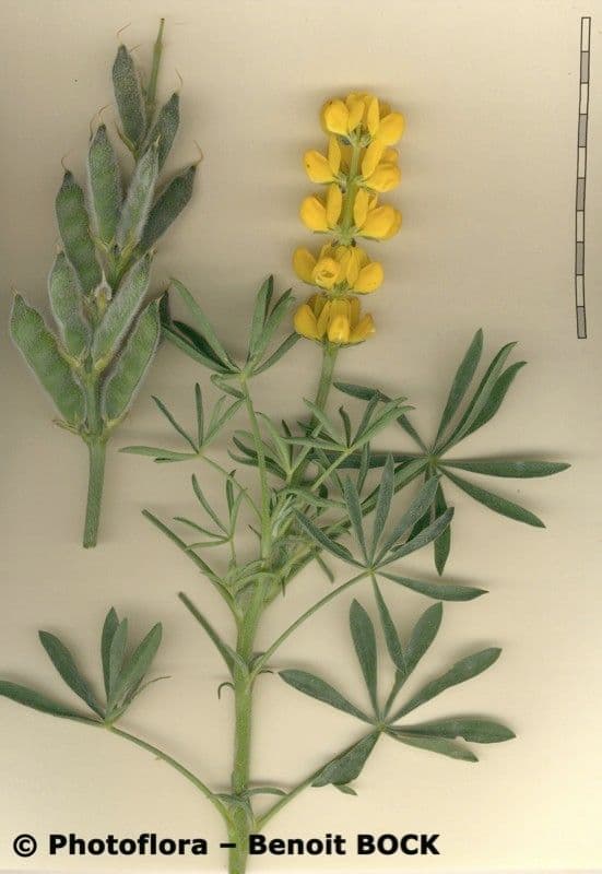 Gelbe Lupine 22
