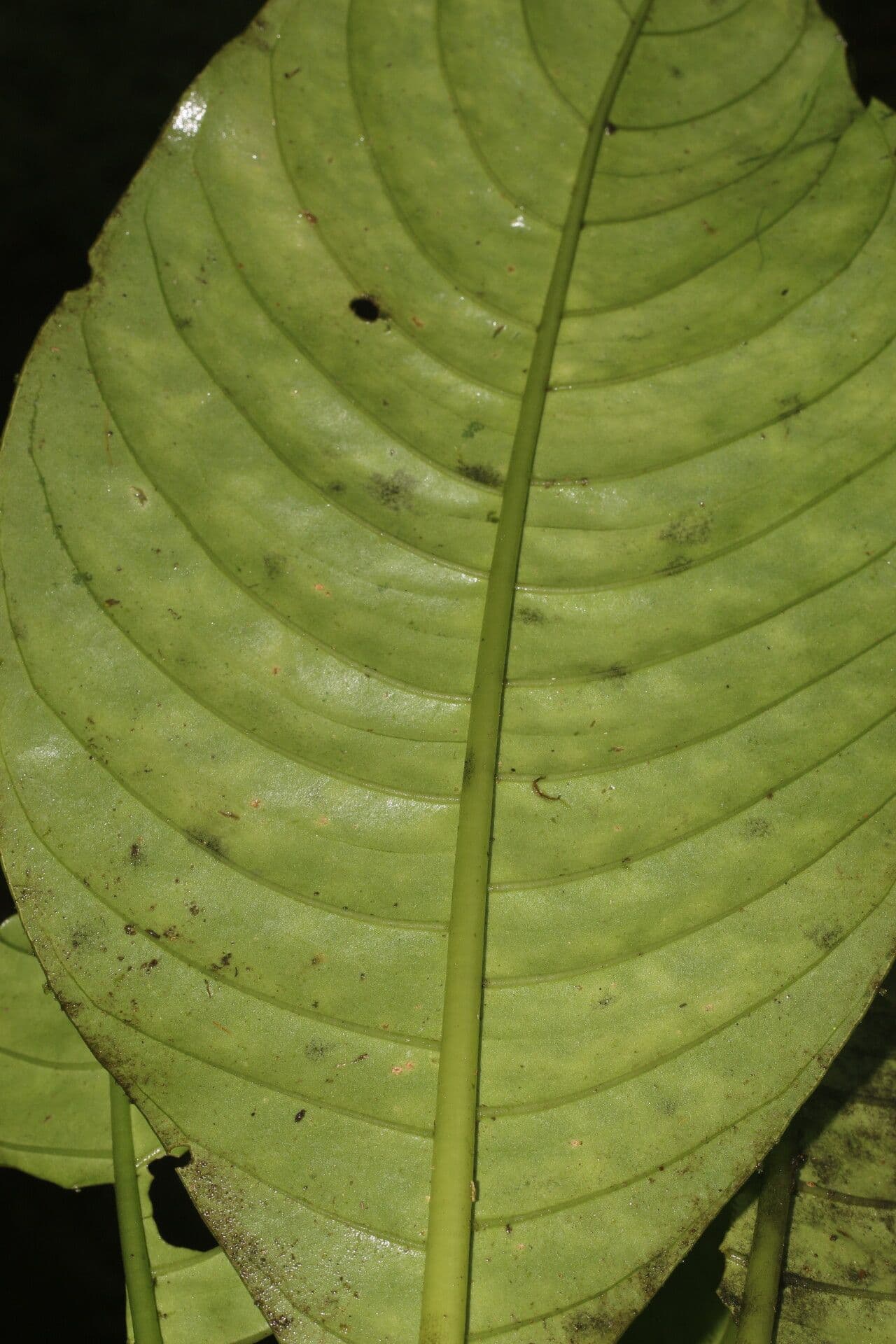 Notopleura 11