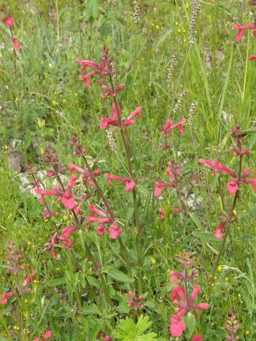 Stachys coccinea 6