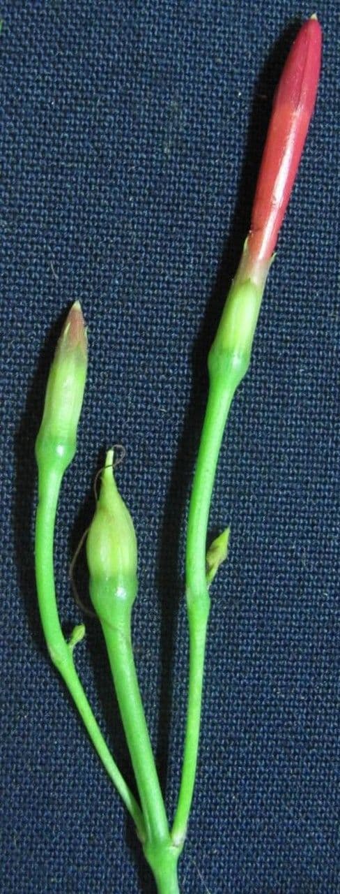 Ipomoea quamoclit 5