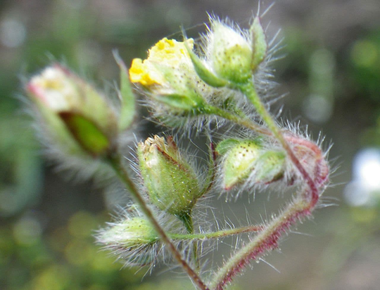 Tuberaria 4