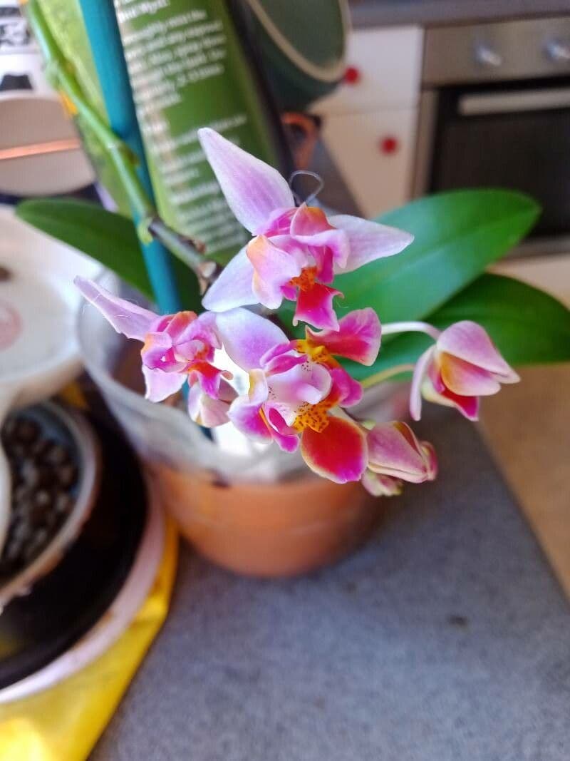 Phalaenopsis